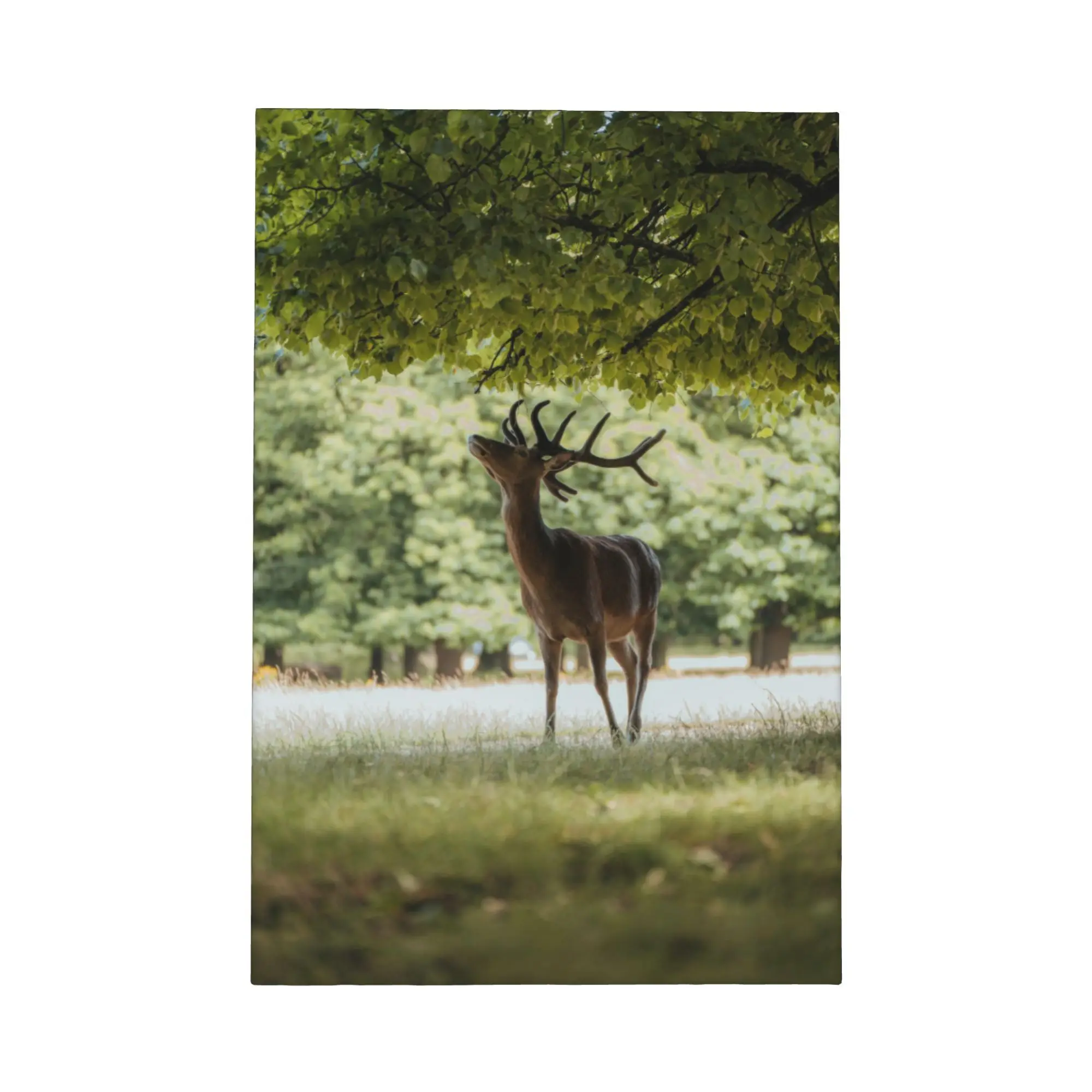 Deer in Autumn Forest Canvas Framed Wall Art, Color Wildlife Landscape Print, Rustic Woodland Poster, Living Room Wall Decor