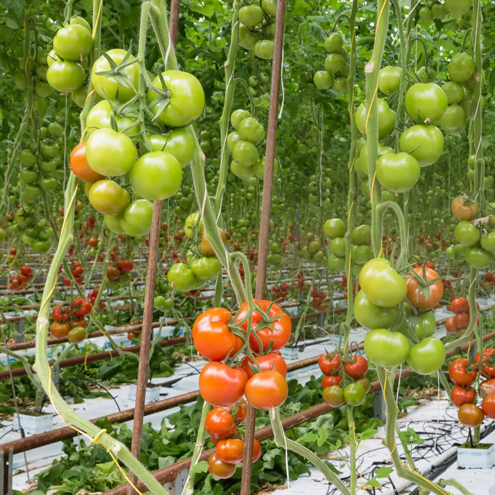 1Set Heavy Duty Weather Resistant Tomato Trellis Hooks for Greenhouse Outdoor High Tunnel Vine Support Plant Growth Traction